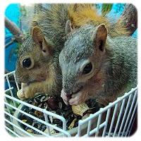 Squirrel Rescue