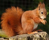 Red Squirrel