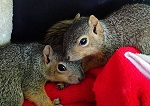 Young Squirrels