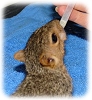 Orphaned Squirrel