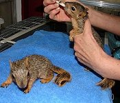 2 orphaned squirrels being fed