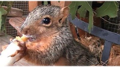 Baby Squirrel