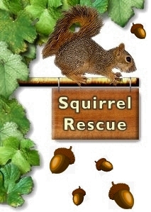 squirrel-rescue