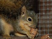 Squirrel Rescue