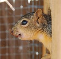 Orphaned Squirrel