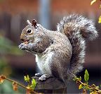 Gray Squirrels