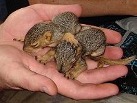 2 orphaned squirrels with eyes still closed