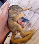 Baby Squirrel