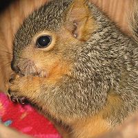 Baby Squirrel