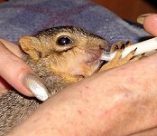Squirrel feeding