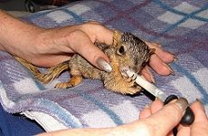Feeding an orphaned Squirrel