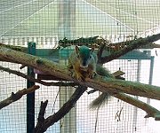 Squirrel in the outside enclosure