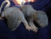 2 orphaned squirrels with eyes still closed