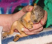 Sleeping baby fox squirrel