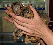 2 orphaned squirrels