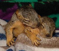 2 orphaned Fox Squirrel sisters